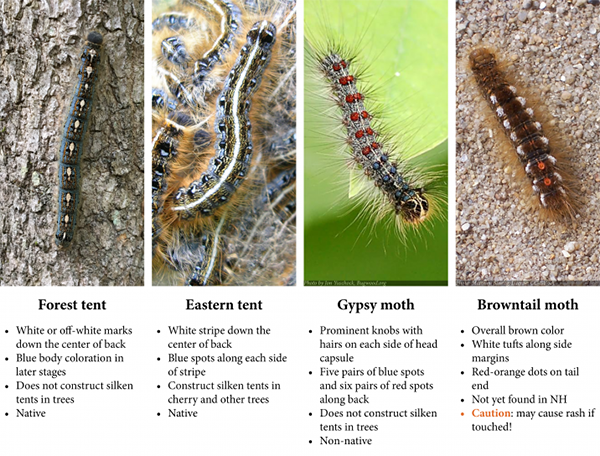 caterpillar comparison