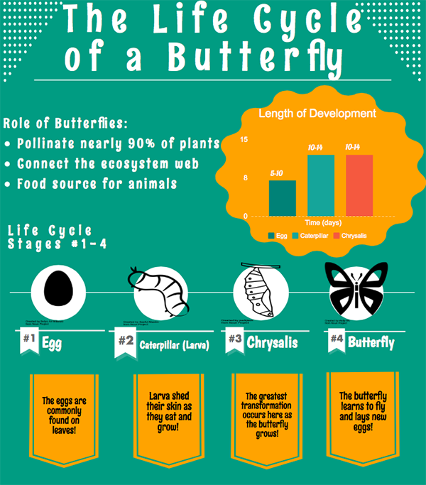 caterpillar infographic